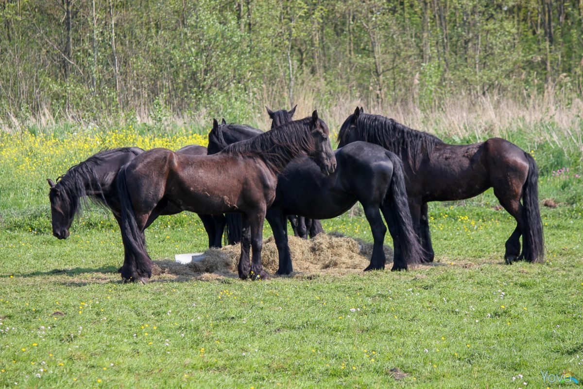 Stilte voor de storm